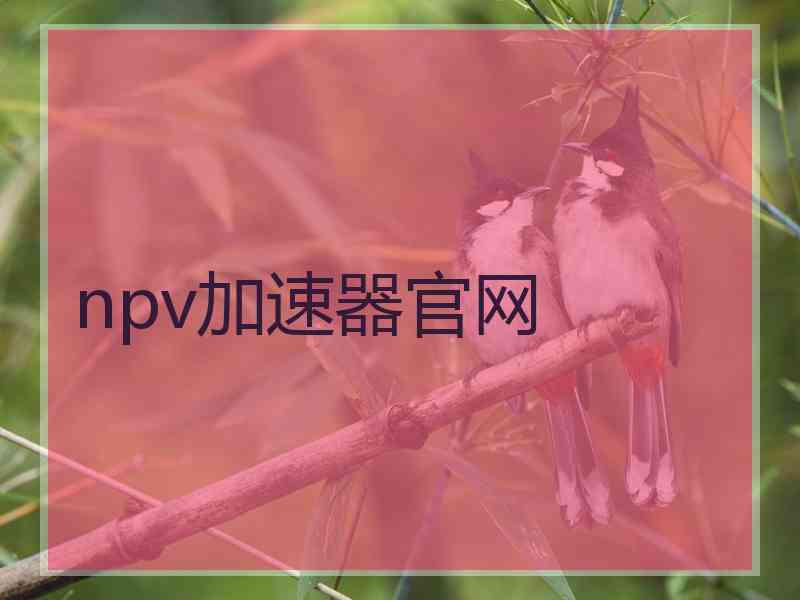 npv加速器官网